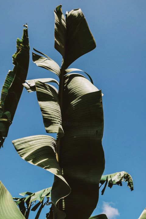 Photography titled "Feuille de bananier" by Anais Delphin, Original Artwork, Manipulated Photography