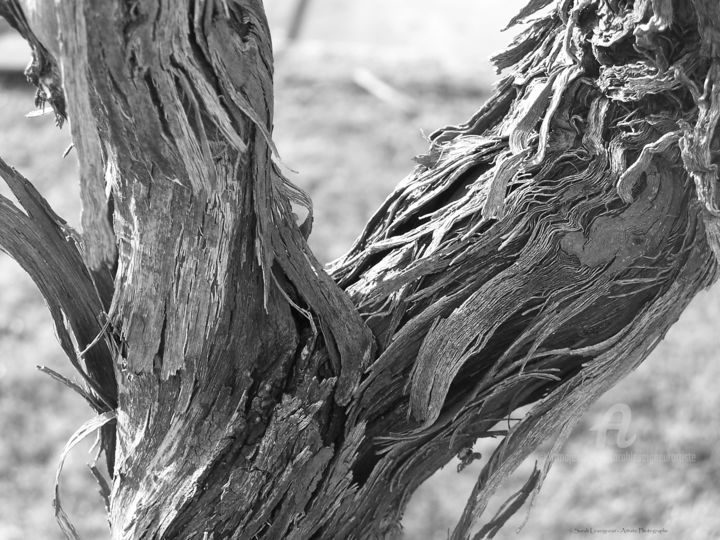 Photographie intitulée "Écartelé" par Sarah Leseigneur, Œuvre d'art originale, Photographie numérique