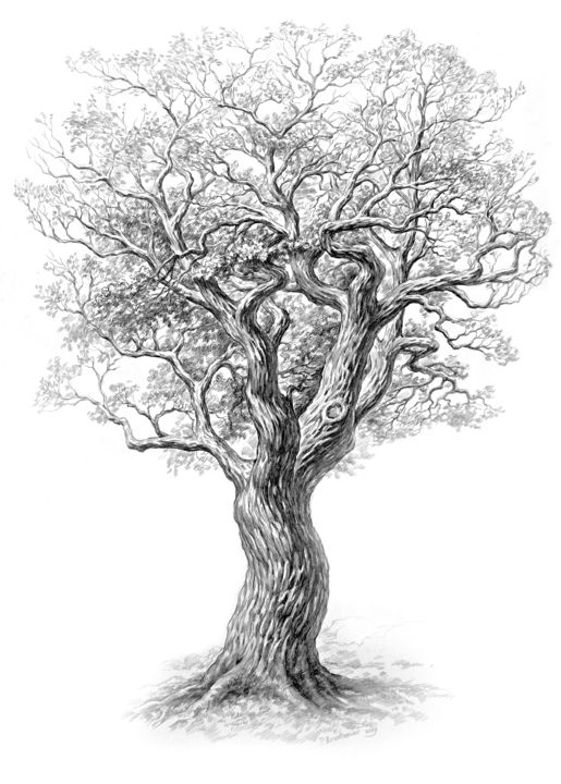 Drawing,  27.6x19.7 in 