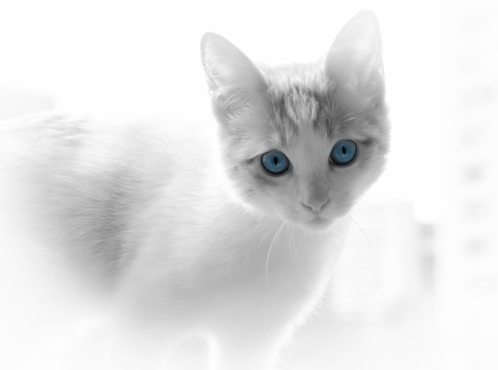 Фотография под названием "The blue eyes." - Silvia Marcoschamer, Подлинное произведение искусства, Цифровая фотография