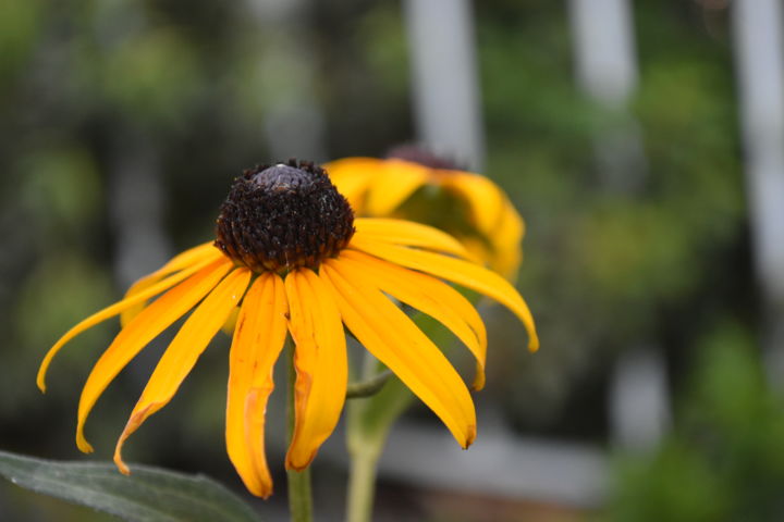 Photography titled "Golden Flower" by Krieve, Original Artwork, Non Manipulated Photography