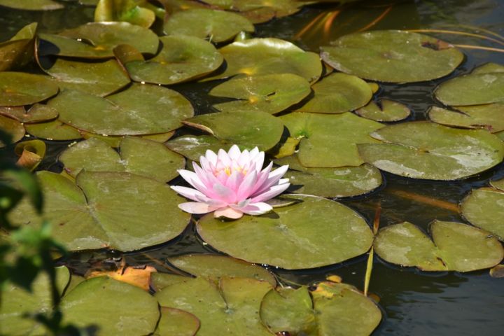 Photography titled "lily" by Erika Hoffman, Original Artwork, Digital Photography