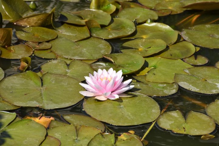 green space Photography