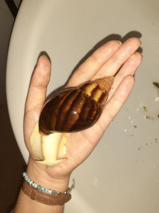 Fotografie getiteld "AFRICAN SNAIL" door Kirie, Origineel Kunstwerk, Niet gemanipuleerde fotografie