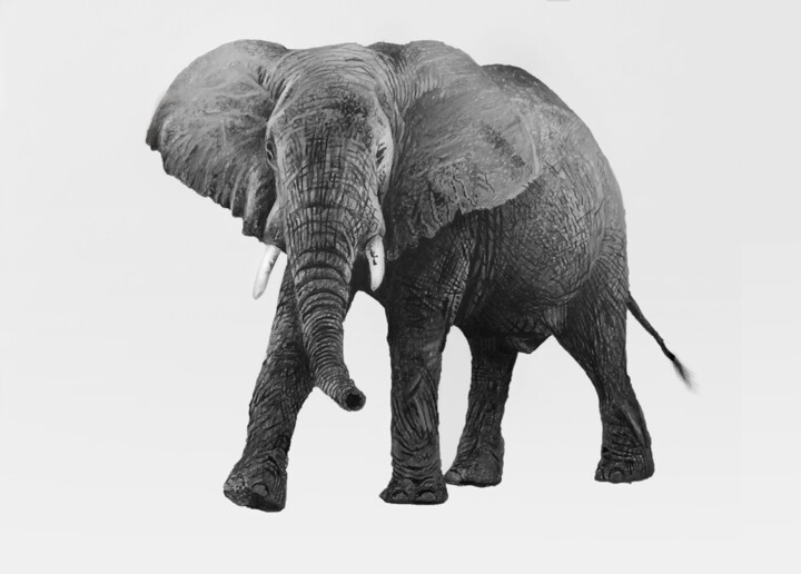 Drawing titled "elephant 7 - quick…" by Franzart, Original Artwork, Pencil