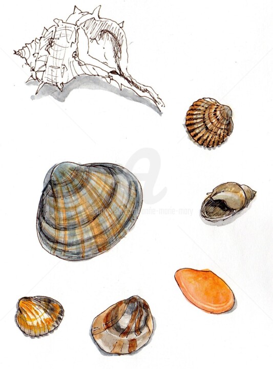 Dessin intitulée "coquillages à Canet…" par Anne-Marie Mary, Œuvre d'art originale, Aquarelle