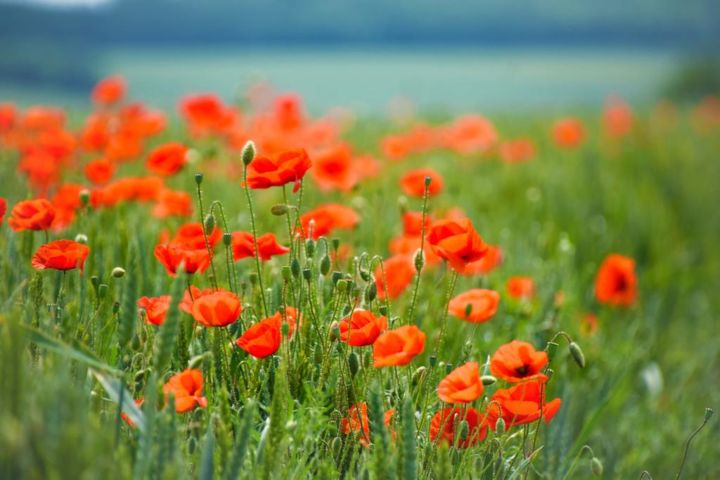 Φωτογραφία με τίτλο "Spring" από Graham Richard, Αυθεντικά έργα τέχνης, Ψηφιακή φωτογραφία