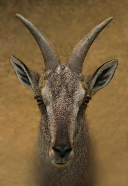 Photography titled "Antelope" by Gai Yu, Original Artwork, Digital Photography