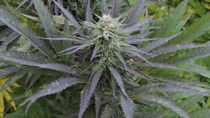 Photography titled "Blue OG Strain" by Raven Blake, Original Artwork, Non Manipulated Photography