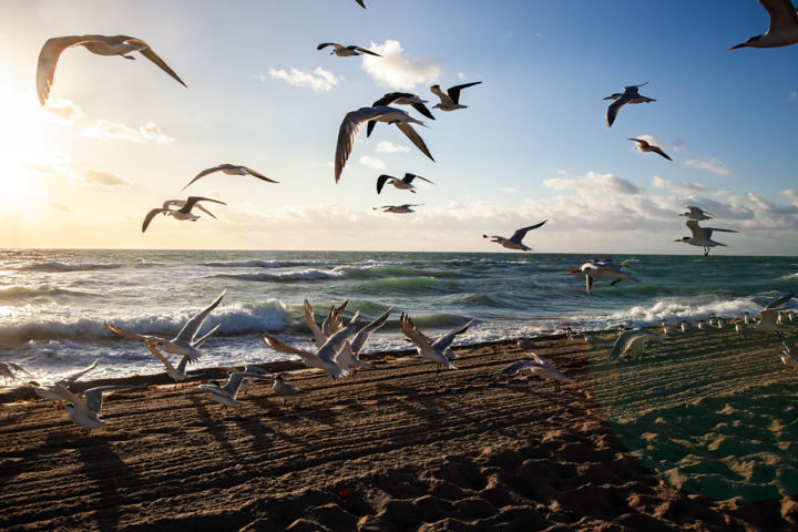 Photography titled "Seagulls in Flight" by Steve Schlackman, Original Artwork, Digital Photography