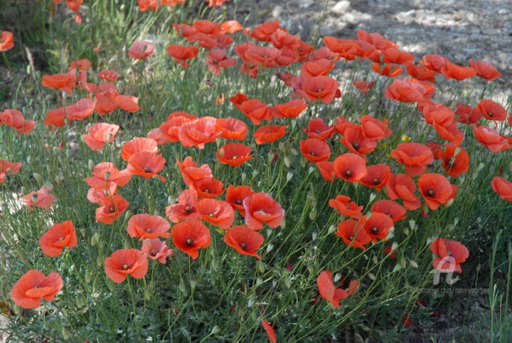 Photographie intitulée "coquelicots en avril" par Martine Maury, Œuvre d'art originale, Photographie non manipulée
