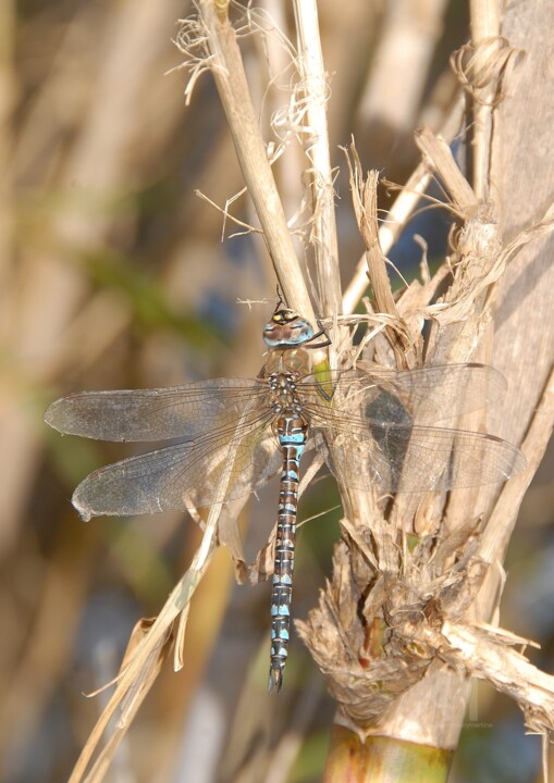"la libellule" başlıklı Fotoğraf Martine Maury tarafından, Orijinal sanat, Fotoşopsuz fotoğraf