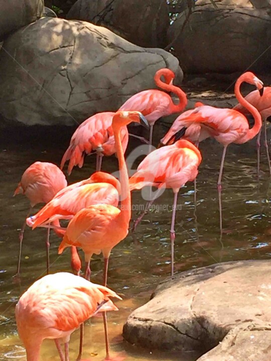 摄影 标题为“Flamingos” 由Bogner Eva, 原创艺术品, 数码摄影