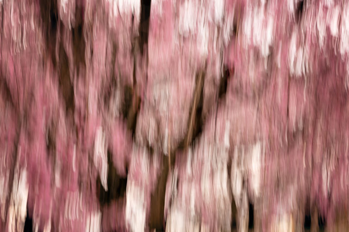摄影 标题为“Sakura #1” 由Yancho Sabev, 原创艺术品, 数码摄影 安装在铝上