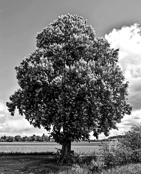 「chestnut tree」というタイトルの写真撮影 Gor Don(Gnie)によって, オリジナルのアートワーク, デジタル