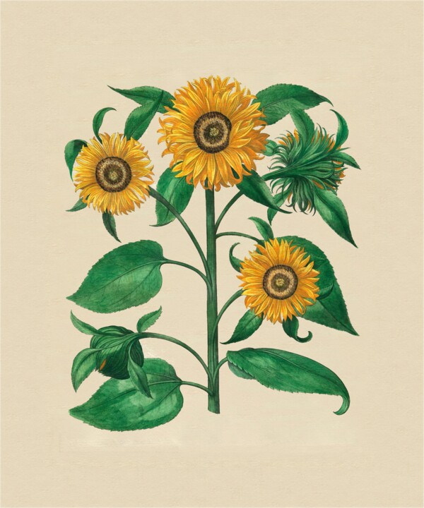 Arte digitale intitolato "Sunflowers" da Radiy Bohem, Opera d'arte originale, Pittura digitale