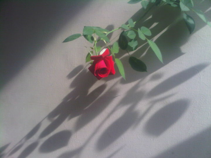 Fotografía titulada "Rosa, luz y sombra." por David Miranda, Obra de arte original, Fotografía digital