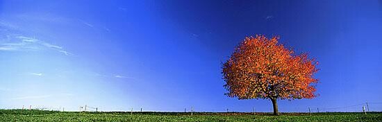 Photography titled "Automne flamboyant" by Artvision Claude Bossel, Original Artwork