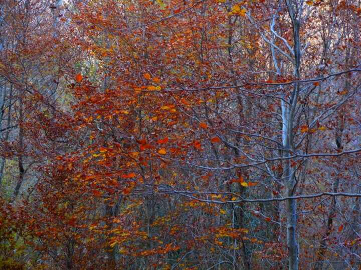 Couleurs d'automne Photography