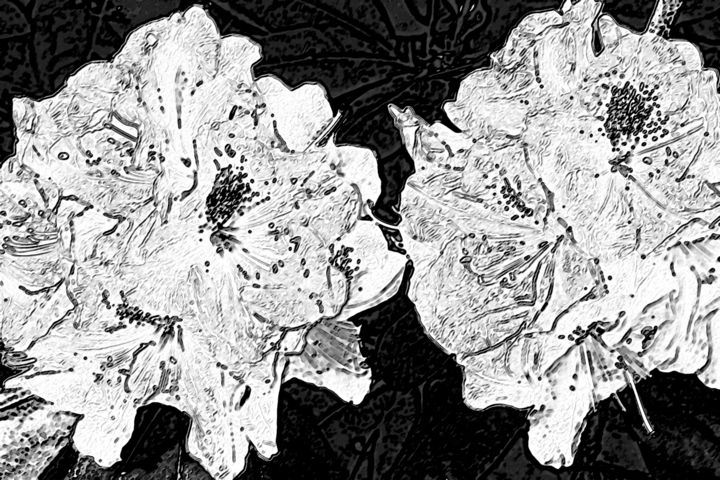 Photography titled "Azaleas - The Lover…" by Nathan Bickel, Original Artwork, Manipulated Photography