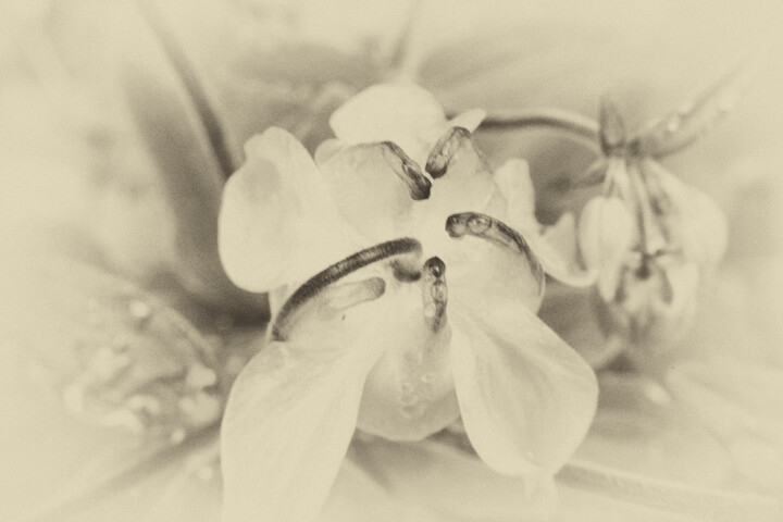 Photography titled "Columbine" by Elke Matthaeus, Original Artwork, Digital Photography