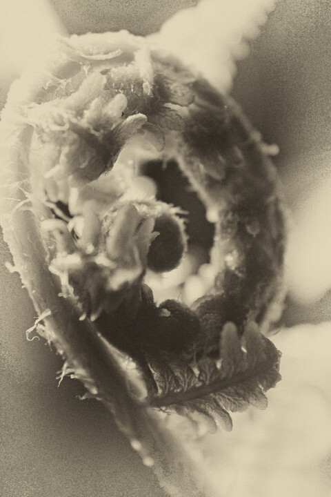 Photography titled "Fern" by Elke Matthaeus, Original Artwork, Digital Photography