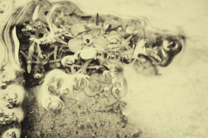 Photography titled "Blossom" by Elke Matthaeus, Original Artwork, Digital Photography