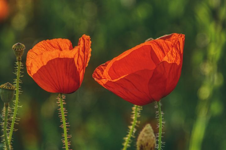 摄影 标题为“deux coquelicots ro…” 由Jarek Witkowski, 原创艺术品, 数码摄影