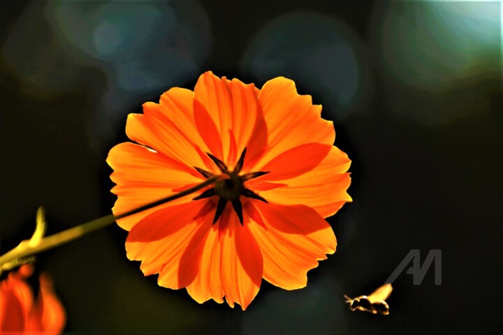 Fotografie getiteld "SUMMER FLOWER" door Elina Geyer, Origineel Kunstwerk, Digitale fotografie