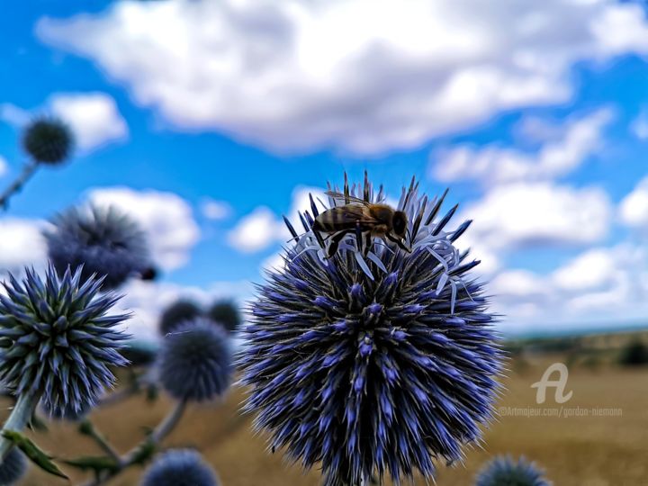 Fotografie mit dem Titel "bee at work" von Gor Don(Gnie), Original-Kunstwerk, Digitale Fotografie