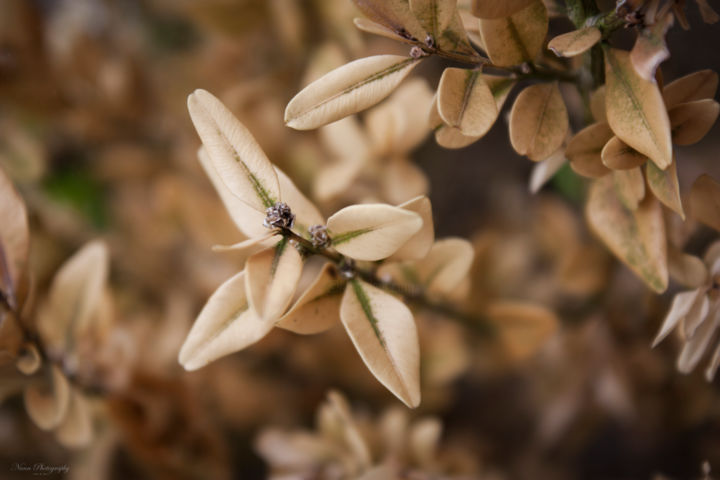 Photography titled "Buxus" by Nann Photography, Original Artwork, Digital Photography