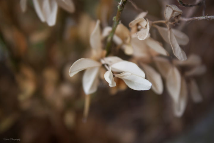 Photography titled "Buxus³" by Nann Photography, Original Artwork, Digital Photography