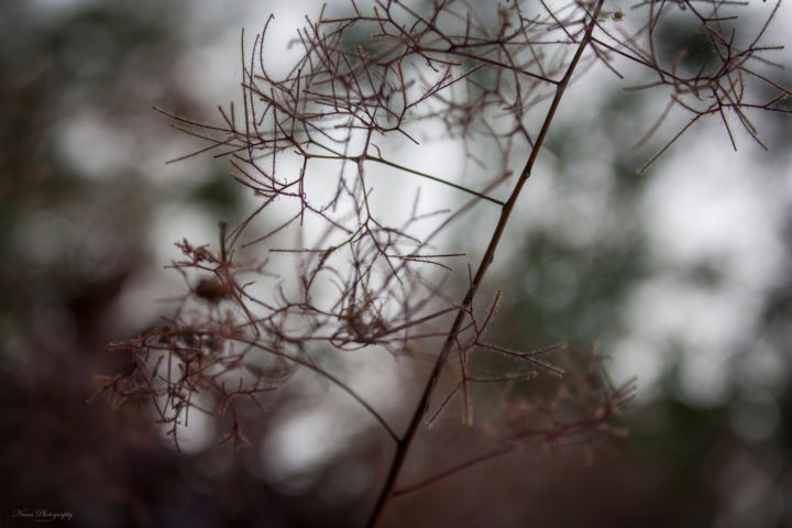 Photography titled "Cotinus coggygria" by Nann Photography, Original Artwork, Digital Photography