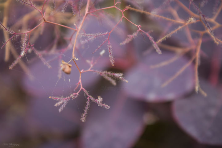 Photography titled "Cotinus coggygria²" by Nann Photography, Original Artwork, Digital Photography