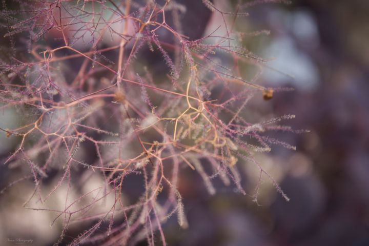 Photography titled "Cotinus coggygria³" by Nann Photography, Original Artwork, Digital Photography