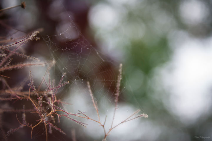 Photography titled "Cotinus coggygria a…" by Nann Photography, Original Artwork, Digital Photography