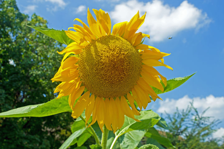 Photography titled "The Summer Sun Flow…" by Nathan Bickel, Original Artwork, Digital Photography