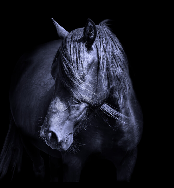 Horse head. Portrait , animal black and white 摄影