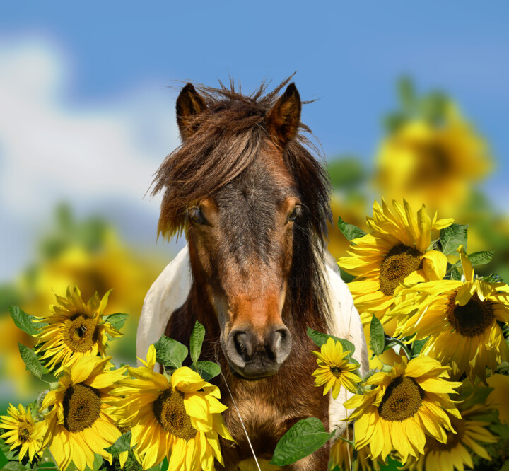 Pony animal portrait with blooming sunflowers 摄影