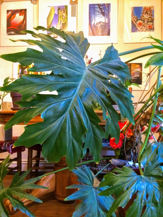 Photography titled "Flourishing Philade…" by Barry Sugarman, Original Artwork, Digital Photography