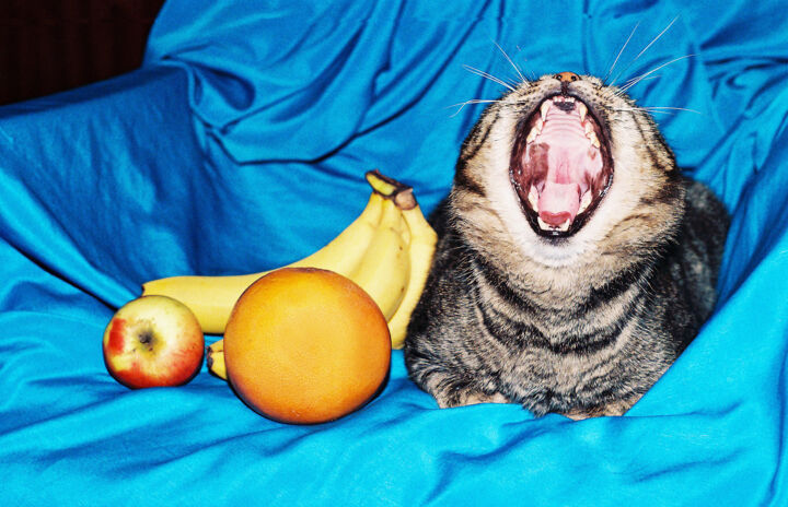 Photography titled "my sleepy cat" by Emil Iustinian Colban, Original Artwork, Analog photography