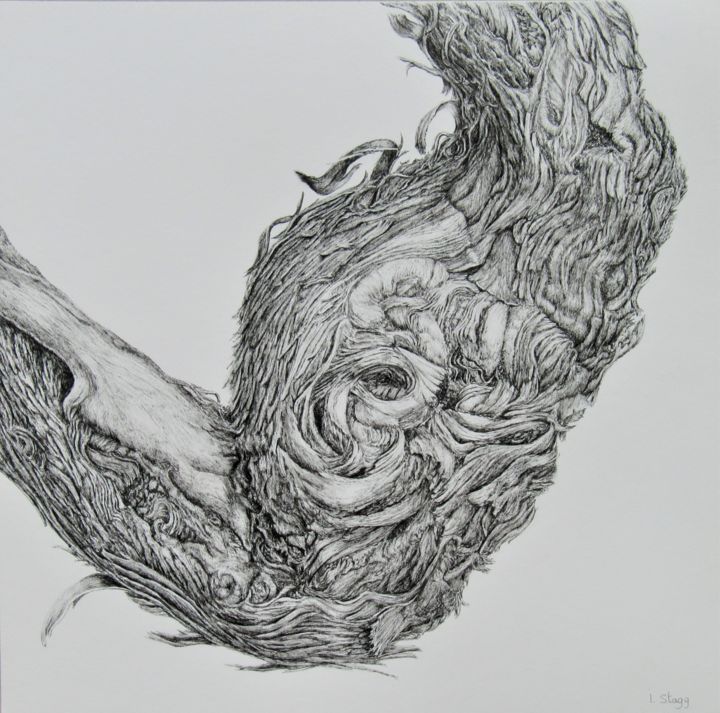 Drawing titled "Cep V" by Isabelle Stagg, Original Artwork, Ink