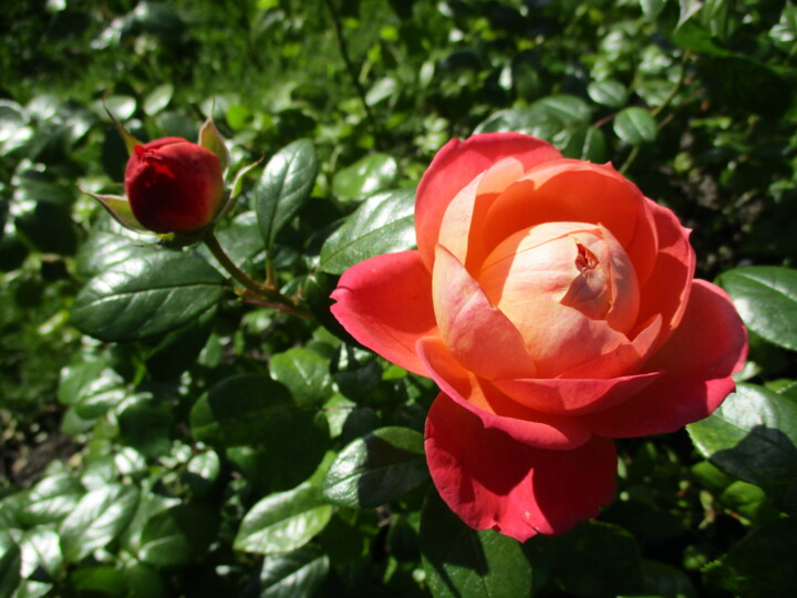 Photography titled "Red Rose" by Kirsti Harmaja, Original Artwork, Digital Photography