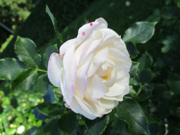 Photography titled "White Rose" by Kirsti Harmaja, Original Artwork, Digital Photography
