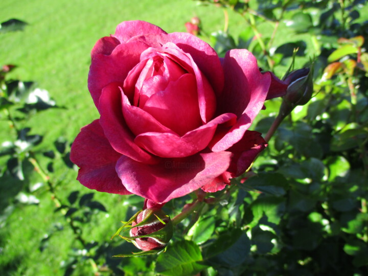 Photography titled "Big Red Rose" by Kirsti Harmaja, Original Artwork, Digital Photography
