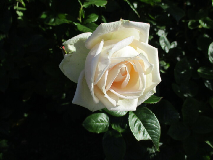Photography titled "Light Pink Rose" by Kirsti Harmaja, Original Artwork, Digital Photography