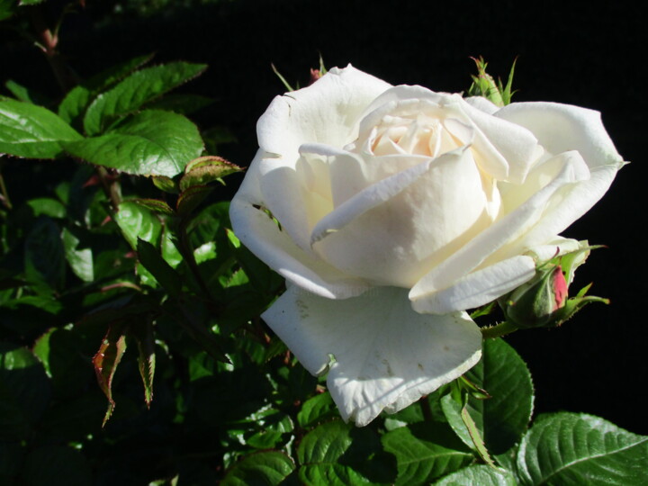 Photography titled "White Rose and Buds" by Kirsti Harmaja, Original Artwork, Digital Photography