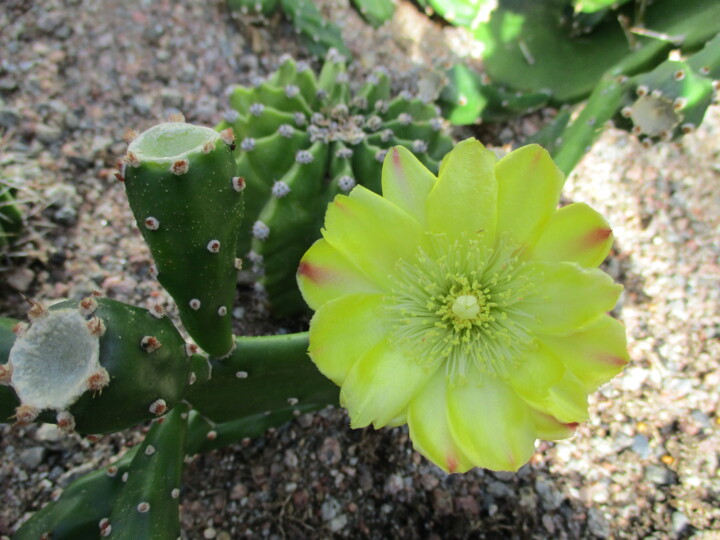 Photography titled "Cactus" by Kirsti Harmaja, Original Artwork, Digital Photography