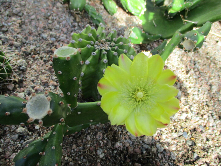 Photography titled "Cactus and Shadow" by Kirsti Harmaja, Original Artwork, Digital Photography