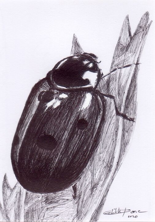 Coccinella Septempunctata 图画, 7.9x5.5 in